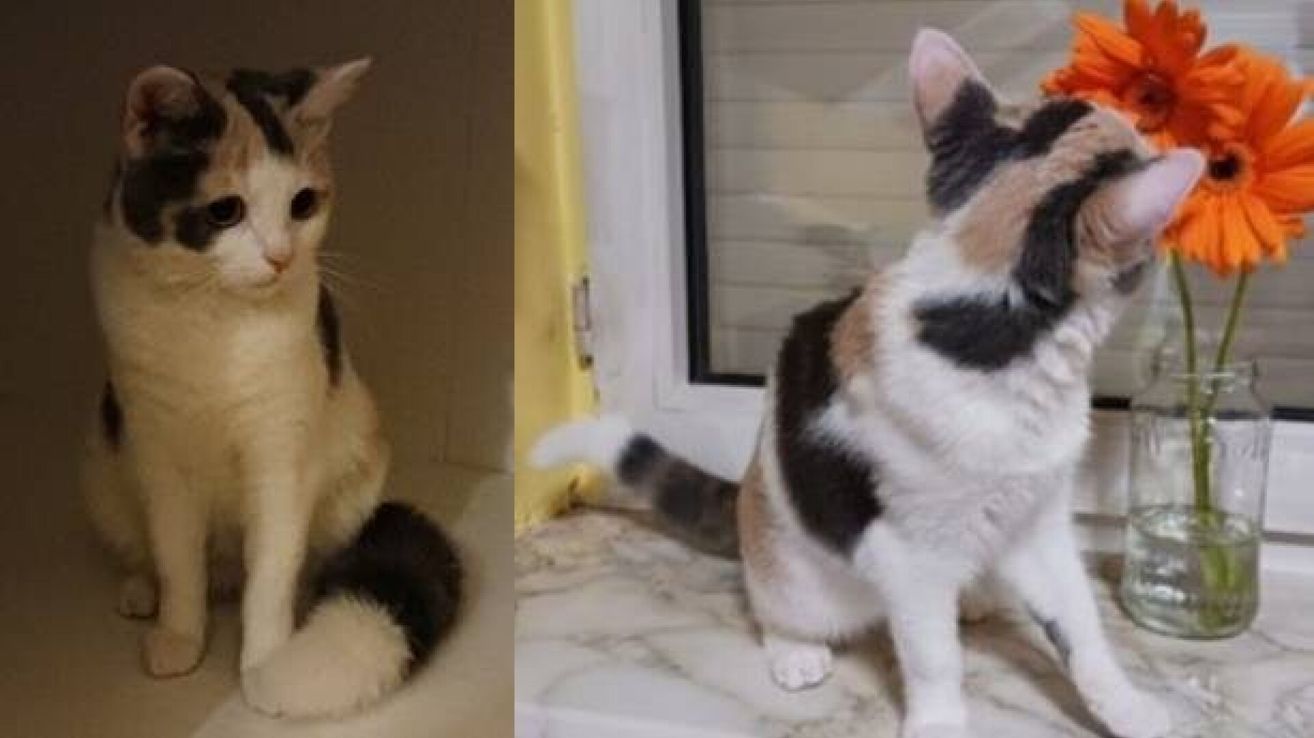 Two images of a cat with a fluffy tail sitting on a tiled surface and looking at the camera.