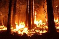 A forest is ablaze with intense flames, illuminating the dark surroundings. Trees are burning, and the fire spreads rapidly.