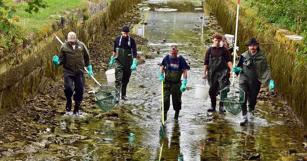A group of people in protective gear are walking through a stream, holding nets and buckets.