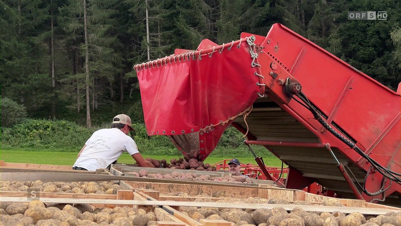 Two men are working on a potato harvesting machine, with one man picking potatoes from the conveyor belt and the other operating the machine. The machine is red and has a large red cover.