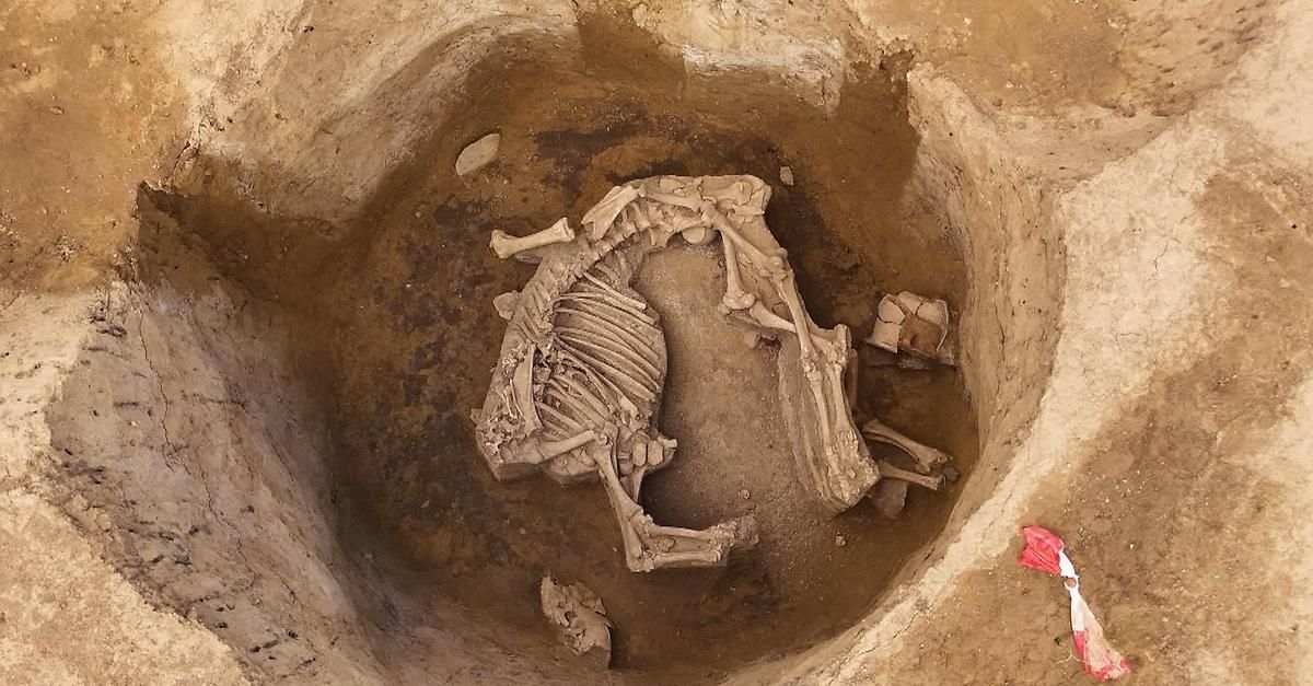 A skeletal remains of an animal are buried in the ground, with some bones scattered around. The ground is brown and appears to be a grave.