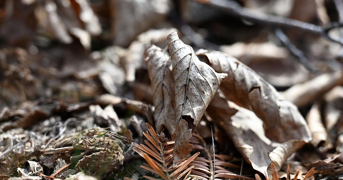 Eine Nahaufnahme von getrockneten Blättern und Kiefernnadeln auf dem Waldboden, einige Blätter haben Löcher.