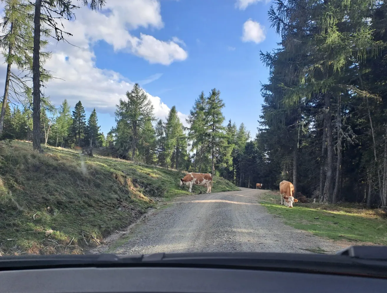 Ein Blick aus einem Auto zeigt einen Schotterweg mit Kühen, die an den Seiten grasen, umgeben von Kiefern unter einem blauen Himmel mit Wolken.