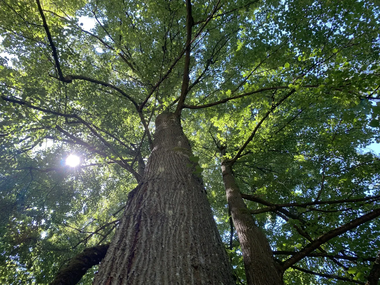 A tall tree with a thick trunk and lush green leaves, seen from below, with sunlight filtering through the branches.