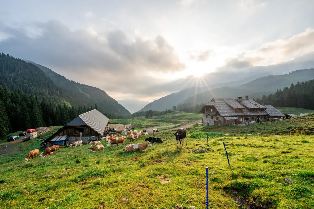 Eine friedliche Landszene mit Kühen, die auf einer grünen Wiese grasen, unter einem strahlenden Sonnenschein. Zwei Häuser sind sichtbar, eines mit einer Leiter, die dagegen gelehnt ist.