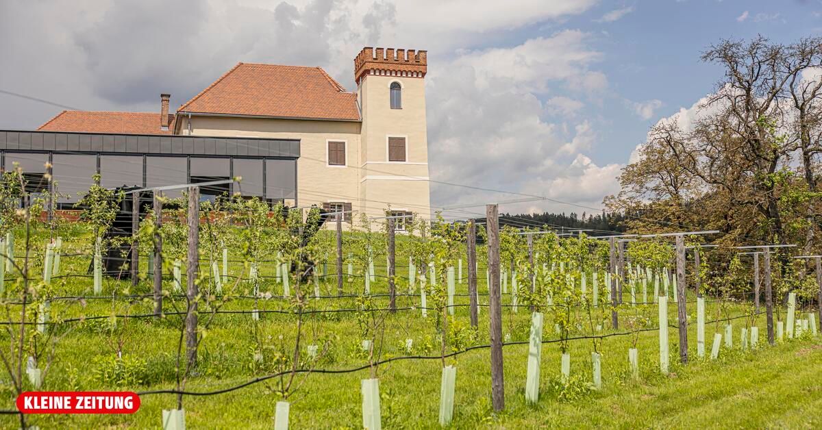 Ein großes, beiges Gebäude mit einem roten Dach und einem Turm steht auf einem Hügel, umgeben von einem Weinberg. Der Himmel ist teilweise bewölkt.