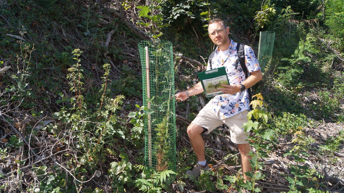 Ein Mann in einem Blumenhemd und Khaki-Shorts steht in einem Wald, hält ein grünes Buch in der Hand und schaut auf einen jungen Baum, der von einem grünen Zaun geschützt wird.