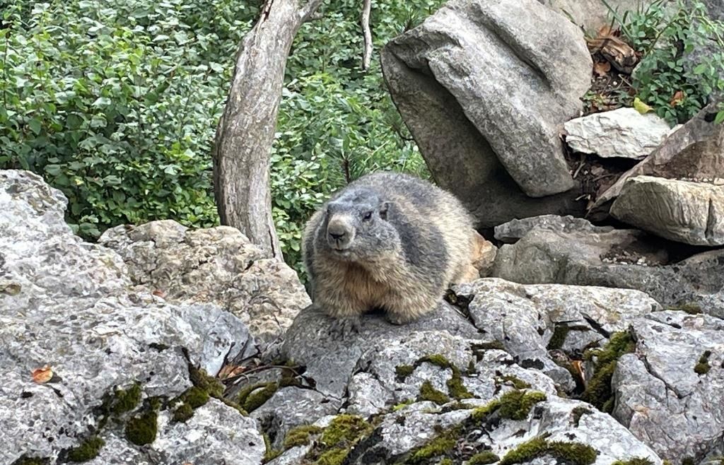 A marmot, a small mammal, is perched on a rocky outcrop, surrounded by greenery and moss.
