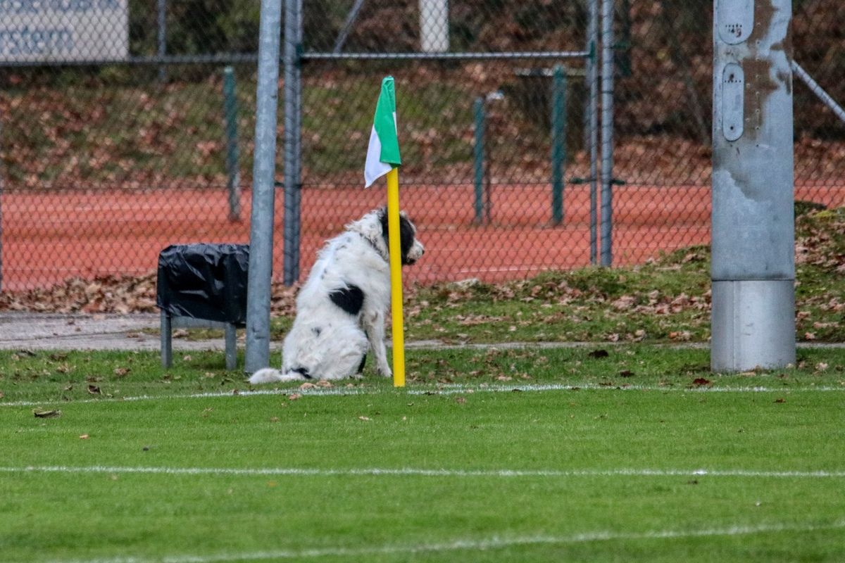 Ein Hund sitzt auf einem Fußballfeld mit einer Flagge an einem gelben Pfahl. Das Feld ist von einem Zaun umgeben.