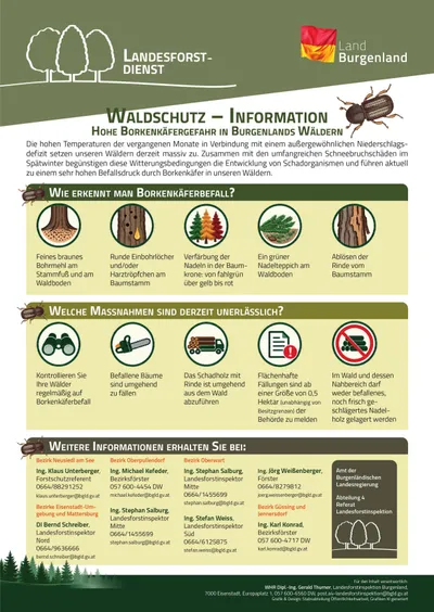 Infografik über Borkenkäferbefall in Burgenländer Wäldern. Es beschreibt Symptome, aktuelle Maßnahmen und Kontaktdaten für weitere Anfragen.