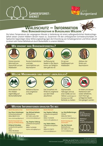 Infografik über Borkenkäferbefall in Burgenländer Wäldern. Es beschreibt Symptome, aktuelle Maßnahmen und Kontaktdaten für weitere Anfragen.