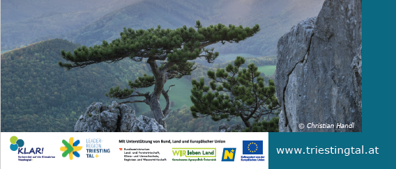 Eine Berglandschaft mit einer jungen Kiefer auf einem Klippenrand. Der Himmel ist bewölkt, und die Sonne scheint durch die Wolken. Der Bildnachweis ist Christian Handl. Der untere Teil des Bildes enthält Logos und eine Website.