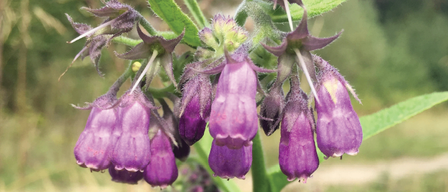 Nahaufnahme von lila Blumen mit grünen Blättern, mit einem deutschen Textüberlagert 'Kreitn für an guadn Zweck'.