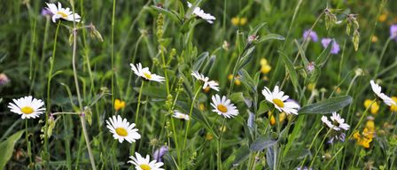 Ein Feld mit Wildblumen, darunter weiße Gänseblümchen mit gelben Zentren, umgeben von grünem Gras und Blättern.
