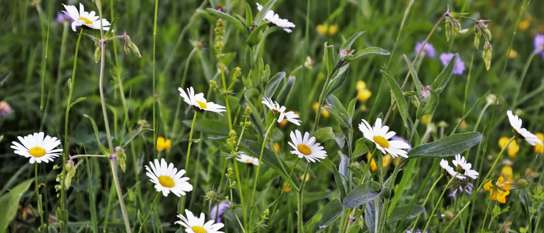 Ein Feld mit Wildblumen, darunter weiße Gänseblümchen mit gelben Zentren, umgeben von grünem Gras und Blättern.