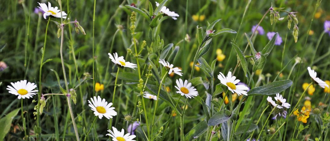 Ein Feld mit Wildblumen, darunter weiße Gänseblümchen mit gelben Zentren, umgeben von grünem Gras und Blättern.