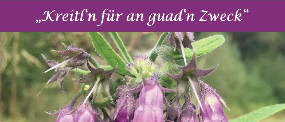 Ein Nahaufnahme einer Pflanze mit lila Blüten und grünen Blättern. Die Pflanze befindet sich in einem Garten.