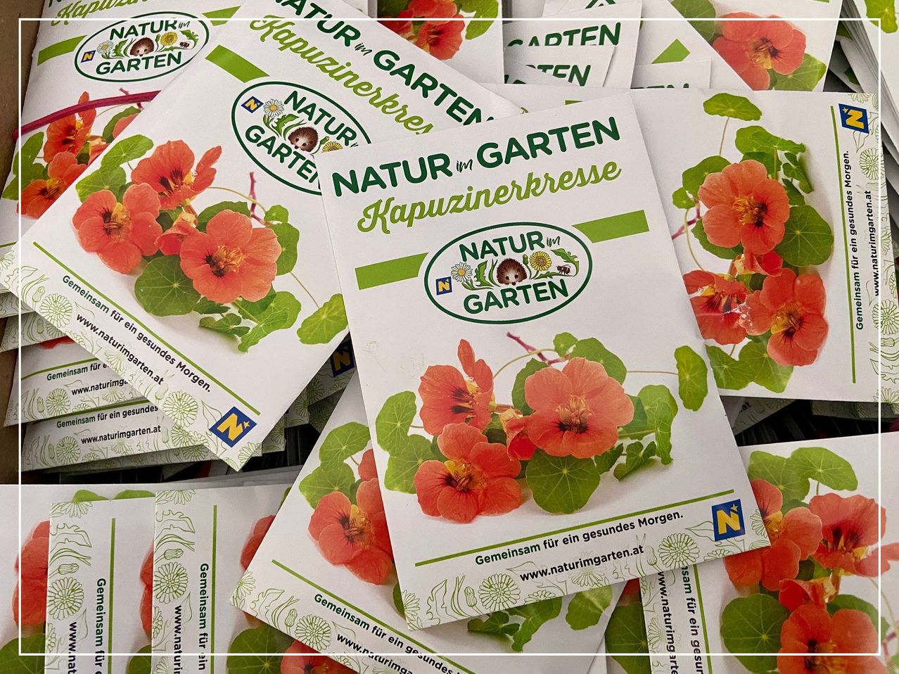 Päckchen Gartensamen für gesunden Morgen. Orange Blumen mit grünen Blättern auf weißem Hintergrund. Logo mit Igel im grünen Kreis.