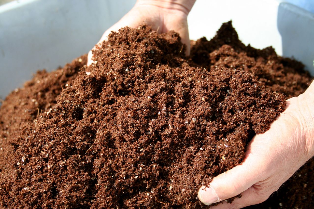 A person holds a pile of dark brown soil in their hands, possibly for gardening. The soil appears moist and nutrient-rich.