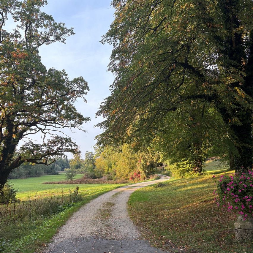 Ein Kiesweg führt durch einen Park mit üppigen grünen Bäumen und einem Feld im Hintergrund.