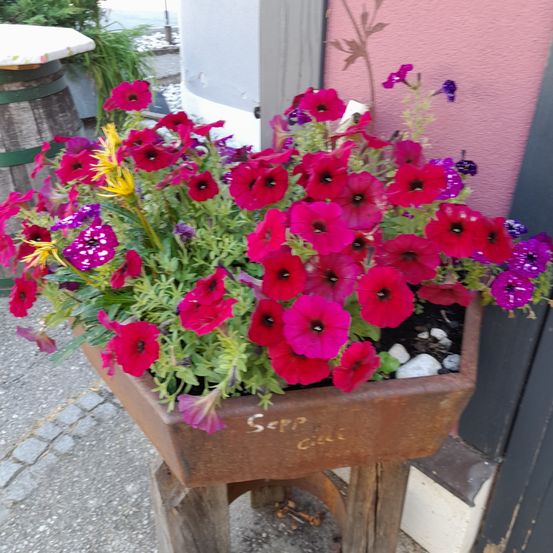 Ein quadratischer, rostiger Pflanzenkasten, gefüllt mit einer leuchtenden Mischung aus roten, rosa und lila Petunien, steht auf einem Holzständer vor einer rosa Wand.