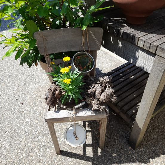 Ein kleiner Holzstuhl mit gelben Blumen, umgeben von Topfpflanzen. Der Stuhl steht auf Kies, mit einer Holzbank und einer weiteren Topfpflanze in der Nähe.