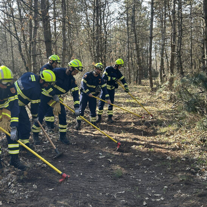 Eine Gruppe von Feuerwehrleuten benutzt gelbe Werkzeuge im Wald und trägt Schutzausrüstung.