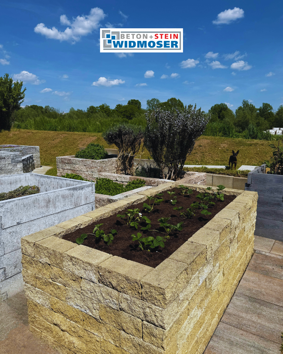 Ein sonniger Tag zeigt einen Garten mit verschiedenen Pflanzen und Bäumen, einschließlich eines großen Steinpflanzers mit Erdbeeren.