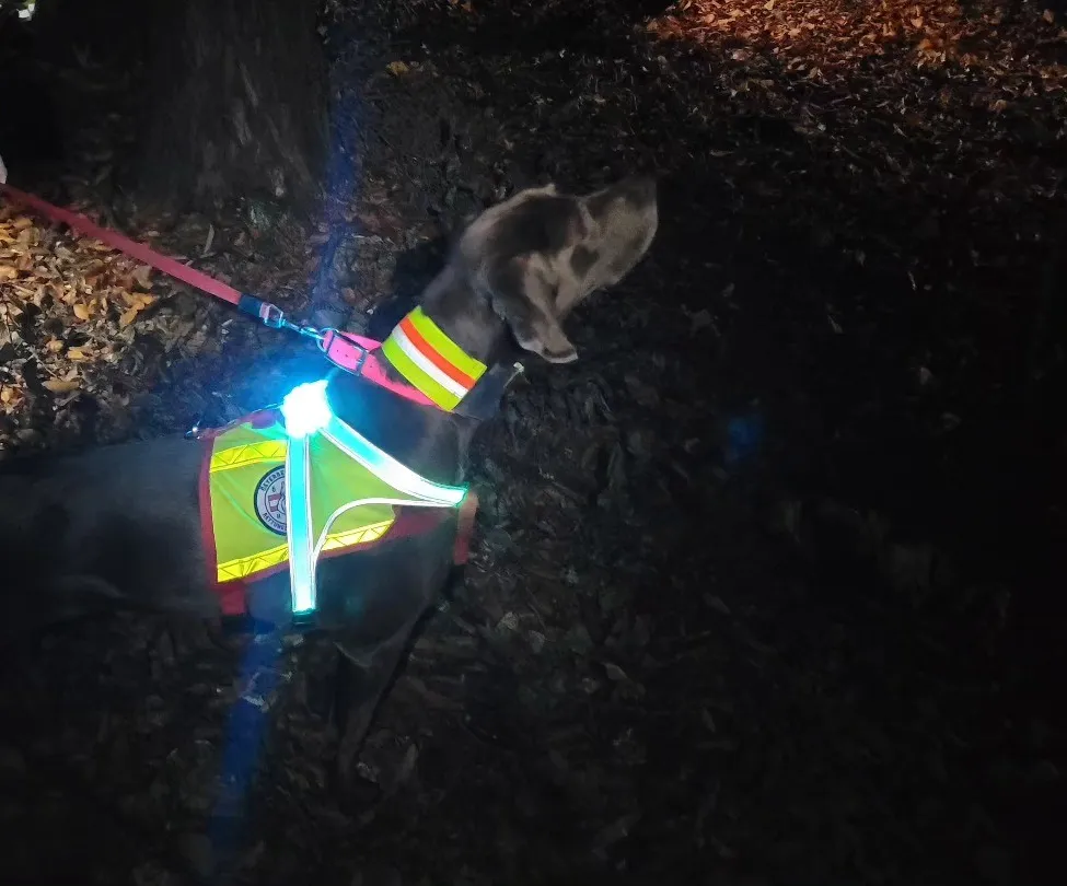Animal, Canine, Dog, Mammal, Pet, Person, Light