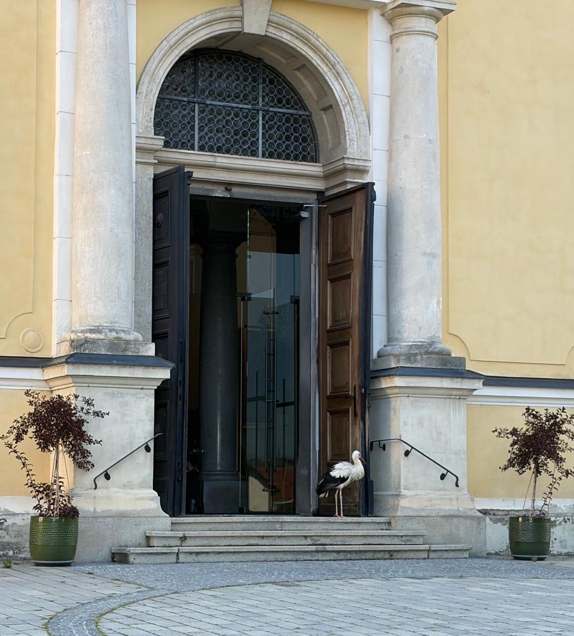 A white stork stands in front of an open door of a building with a glass window and two potted plants on the sides.