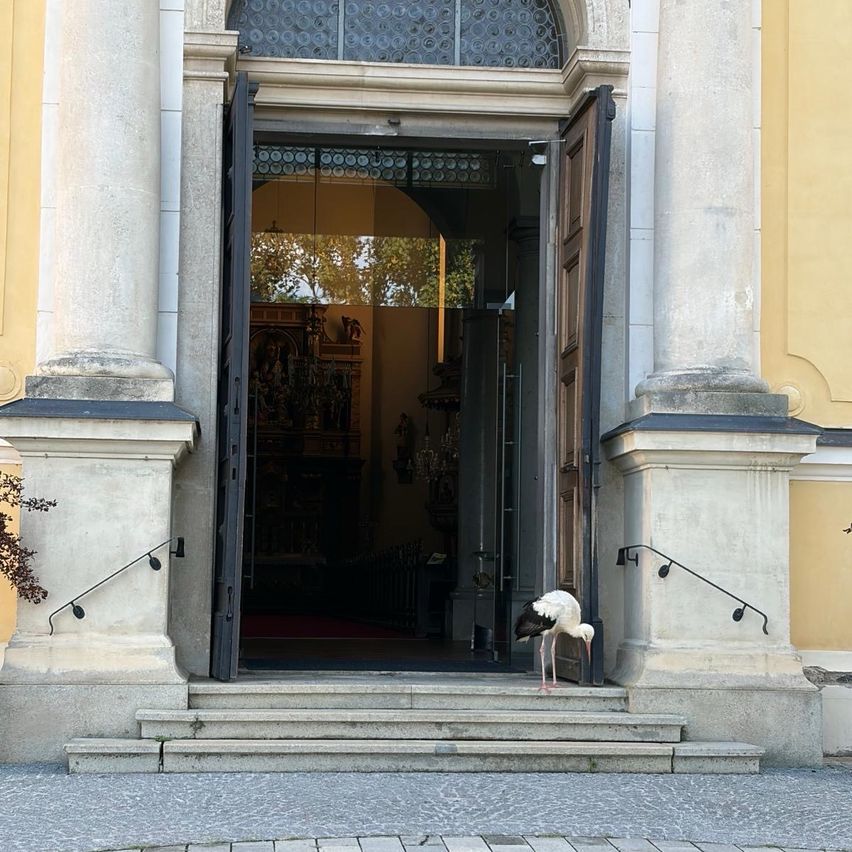 A stork stands on the steps of an open doorway of a building with yellow walls.
