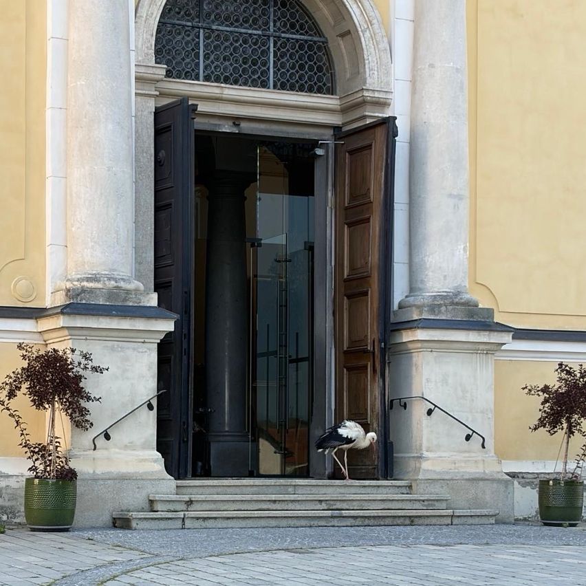 A large bird with black and white feathers stands on the steps of a historic building with an arched entrance and glass doors.