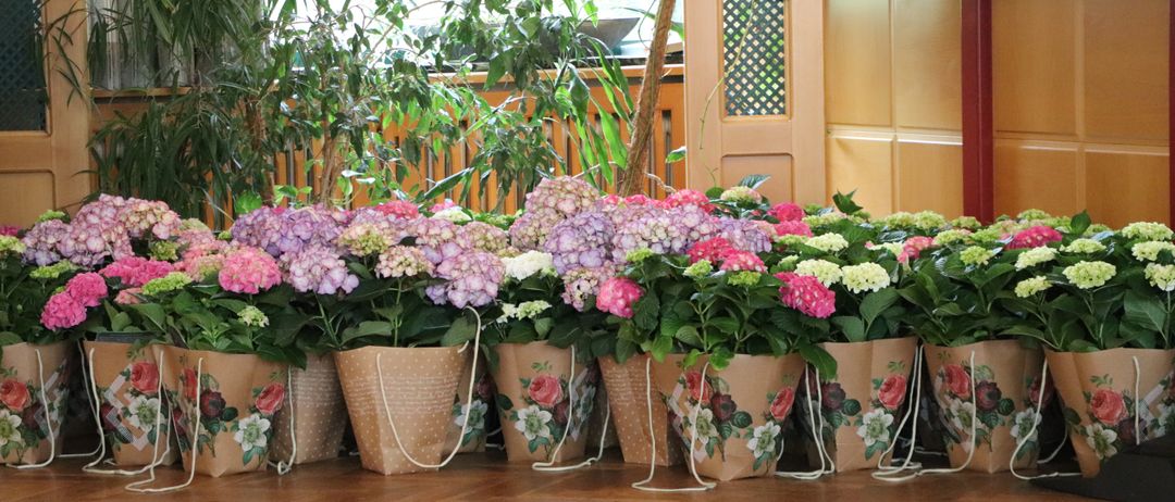 Eine Reihe von Blumentöpfen mit Hortensien, in Papiertüten mit Blumendesigns verpackt, steht auf einem Holzboden. Dahinter befinden sich verschiedene Pflanzen und eine Holztür mit Gitterdesign.