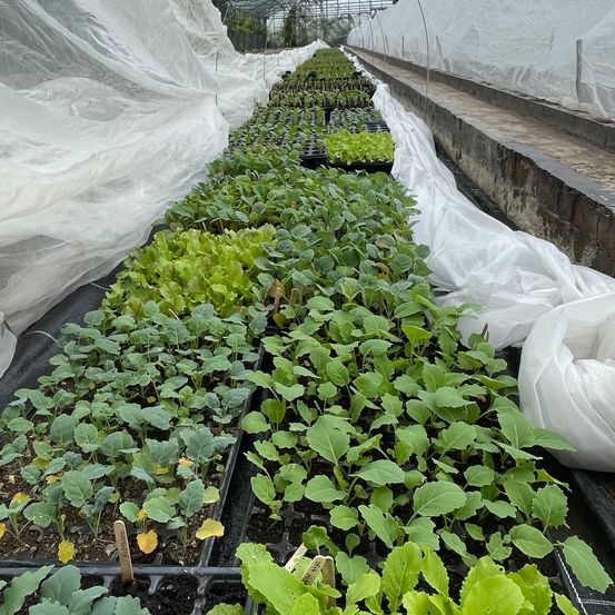 Bild enthält, Garden, Nature, Outdoors, Gardening, Herbal, Herbs, Plant, Greenhouse, Leaf