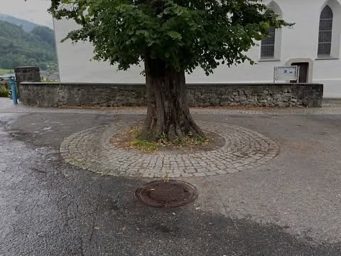 Ein großer Baum steht in der Mitte eines gepflasterten Bereichs mit einem Schachtdeckel, umgeben von einer Steinmauer, mit einem weißen Gebäude und Bogenfenstern im Hintergrund.
