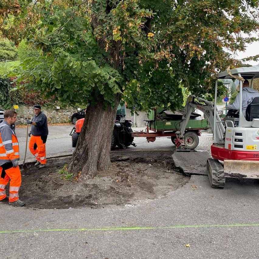 Zwei Arbeiter in orangefarbenen Uniformen graben ein Loch neben einem Baum, wobei ein Baufahrzeug in der Nähe steht. Ein anderer Mann sitzt im Fahrzeug.