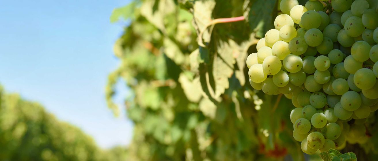 Nature, Outdoors, Countryside, Fruit, Grapes, Plant, Produce, Rural, Farm, Vineyard