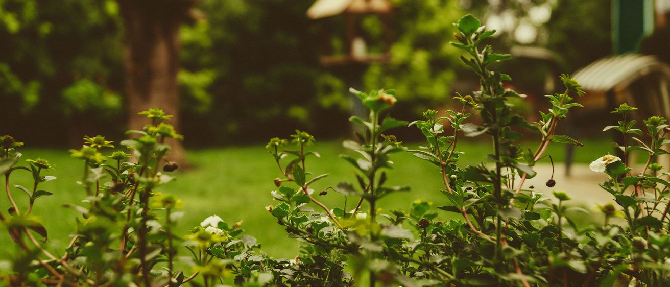 Bild enthält, Grass, Garden, Nature, Outdoors, Leaf, Vegetation, Lawn, Herbs, Green, Backyard