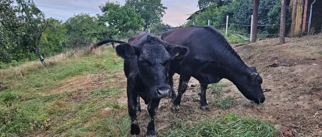 Bild enthält, Bull, Nature, Outdoors, Countryside, Cattle, Cow, Angus, Rural, Pasture, Grassland