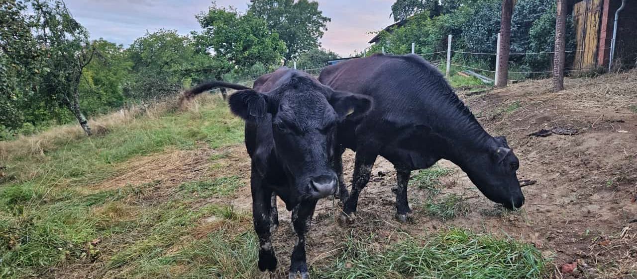 Bild enthält, Bull, Nature, Outdoors, Countryside, Cattle, Cow, Angus, Rural, Pasture, Grassland