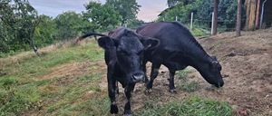 Bild enthält, Bull, Nature, Outdoors, Countryside, Cattle, Cow, Angus, Rural, Pasture, Grassland