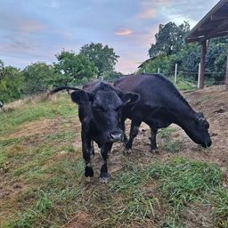 Bild enthält, Bull, Nature, Outdoors, Countryside, Cattle, Cow, Angus, Rural, Pasture, Grassland