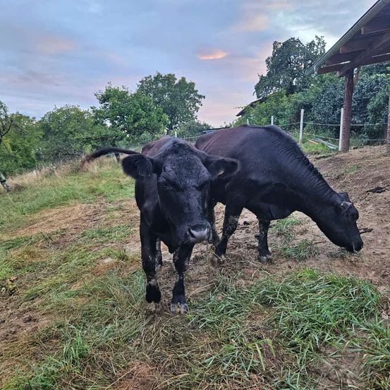 Bild enthält, Bull, Nature, Outdoors, Countryside, Cattle, Cow, Angus, Rural, Pasture, Grassland