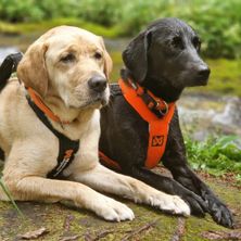 Bild enthält, Animal, Canine, Dog, Labrador Retriever, Mammal, Pet, Hound
