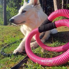 Bild enthält, Grass, Soil, Vegetation, Canine, Dog, Pet, Puppy, Tree, Hose, Husky