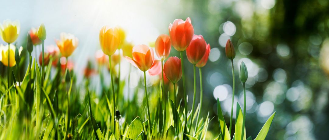 Bild enthält, Nature, Outdoors, Spring, Flower, Plant, Scenery, Summer, Grass, Tulip, Sunlight