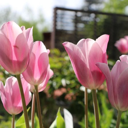 Frhling2(c)DIEGARTENTULLN_Buchinger