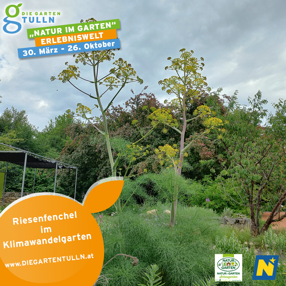 Bild enthält, Vegetation, Garden, Nature, Outdoors, Tree, Advertisement, Grass, Woodland, Herbal, Poster