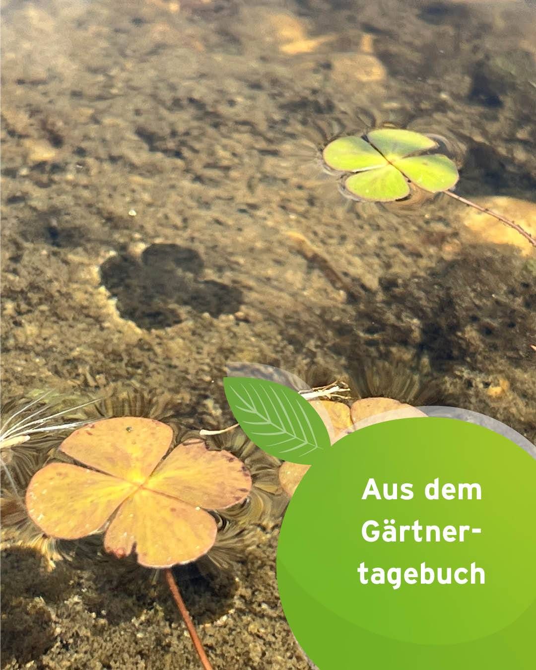Ein untergetauchtes Bild zeigt Wasserpflanzen. Zwei vierblättrige Kleeblätter schwimmen auf der Wasseroberfläche. Das Wasser ist klar und der Hintergrund ist unscharf. Es gibt einen deutschen Textüberlagerung.