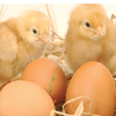 Drei kleine Küken sitzen auf Heu in einem Nest mit zwei braunen Eiern. Die Küken sind flauschig mit gelbem Daunenkleid, und die Eier sind rund und braun.
